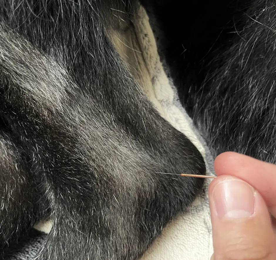 akupunktur-fuer-tiere-tierphysiotherapie-theresa-fechner-preise