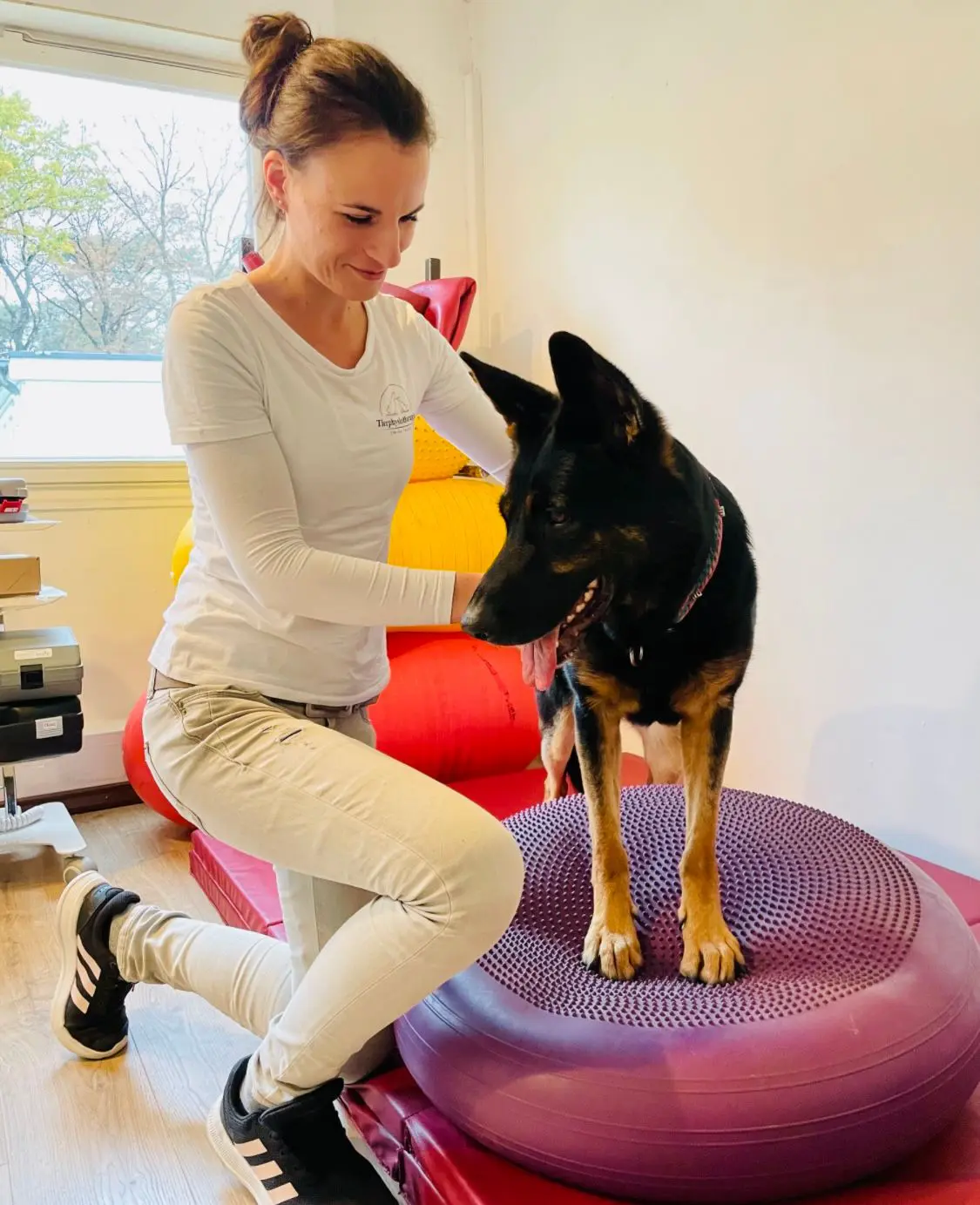 rehabilitation-nach- verletzungen-oder- operationen-fuer-hunde-und-katzen